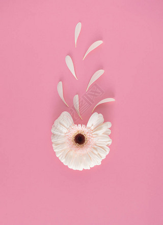 Creative composition of white flower with petals on pink background, Flowerscape concept