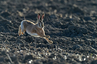 棕色的欧洲野兔在美丽的阳光下奔跑在棕色的田野上，欧洲的野生动物，自然界中的野生动物，欧洲的水蚤.