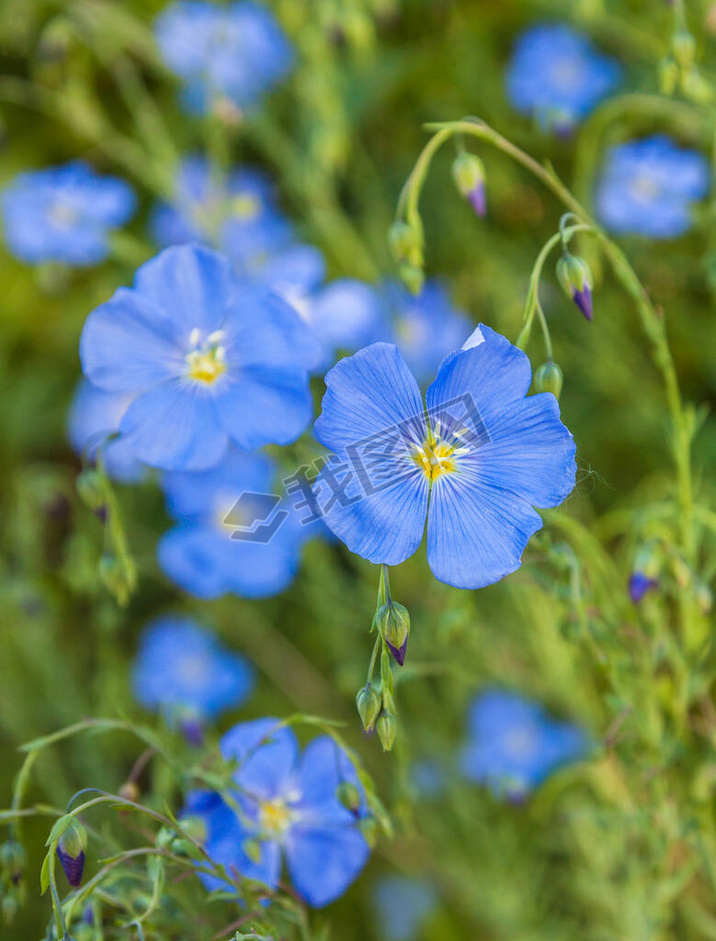 ɫװ鲼(Linum perenne))