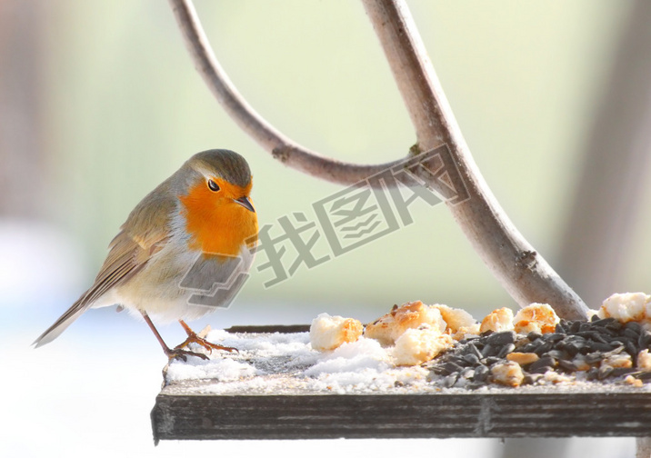 ŷ֪ (erithacus rubecula) .