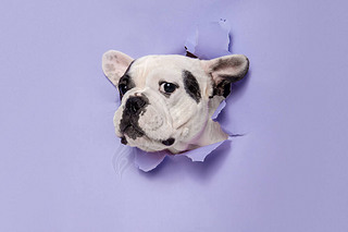 French Bulldog young dog is posing. Cute playful white-black doggy or pet on purple background. Conc