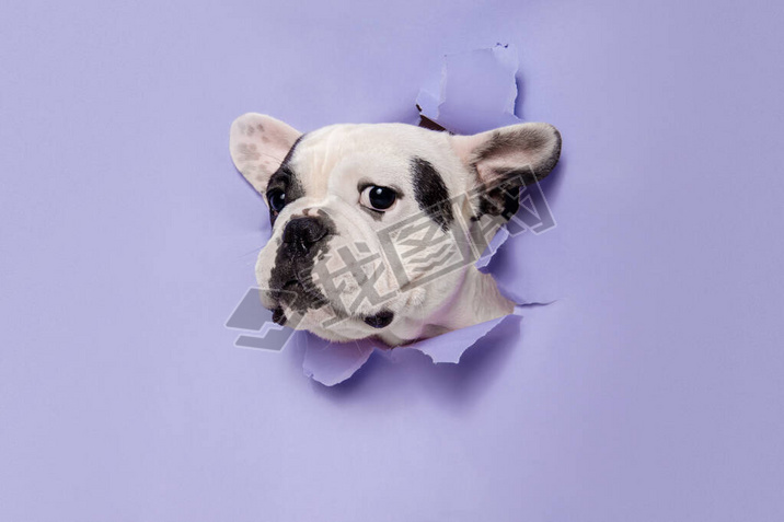 French Bulldog young dog is posing. Cute playful white-black doggy or pet on purple background. Conc