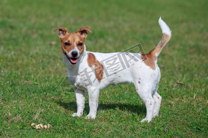 Jack Russell Terrierڲݵ