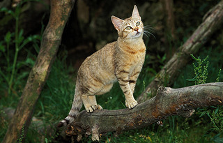 Chat Sauvage D'Afrique felis silvestris lybica