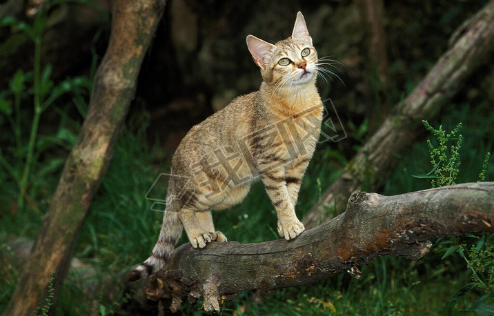 Chat Sauvage D'Afrique felis silvestris lybica