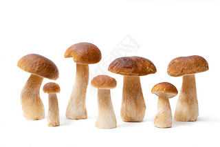 ڰɫϹһɫñBoletus Edulis пʳõĢ.û