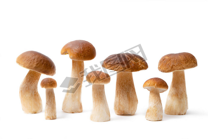 ڰɫϹһɫñBoletus Edulis пʳõĢ.û