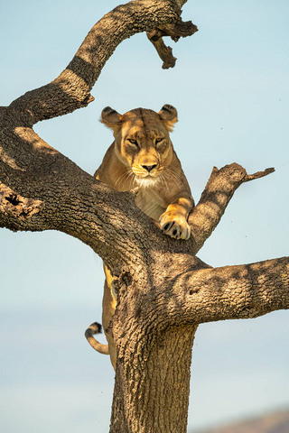 狮子爬到长满刺的树梢上
