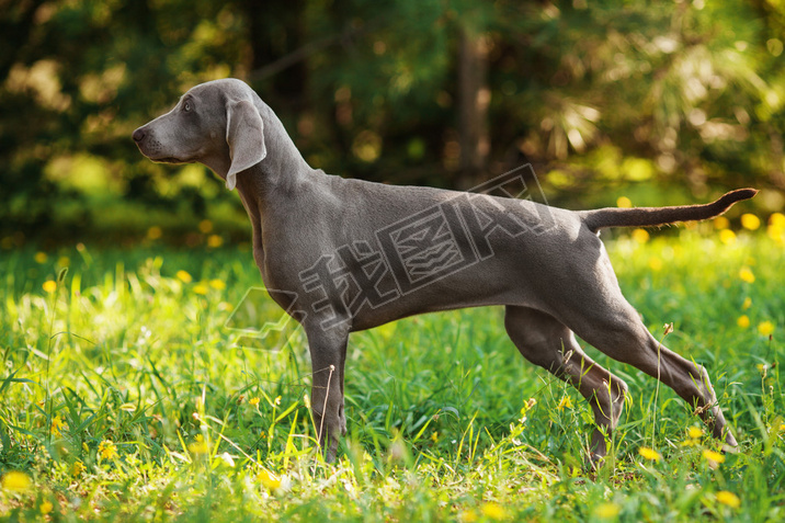 Young weimaraner dog outdoors on summer