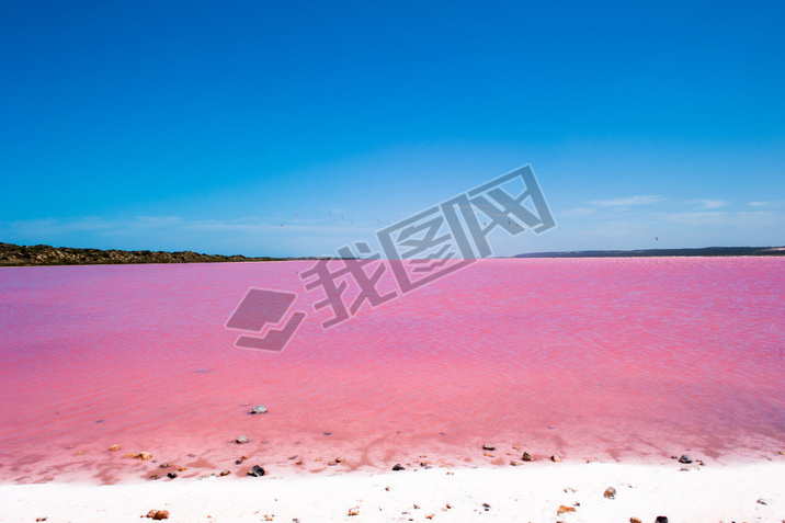 Pink Lake Australia Birds