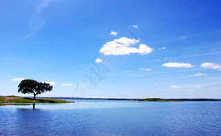 chne dans le lac alqueva, portugal alqueva .