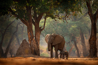 СĴ޽ͲΤMana Pools NPĴɭĴƻ裬䡣ȻҰﳡϢеķ.