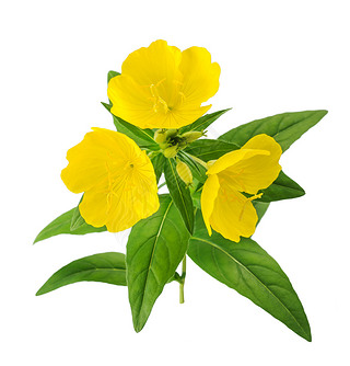 ¹(Oenothera biennis))