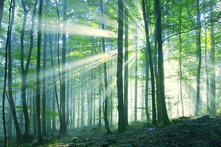 Beautiful sunny morning forest