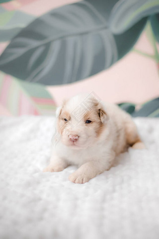 Funny cute puppy on white bed. Australian shepherd puppy. Newborn puppy.