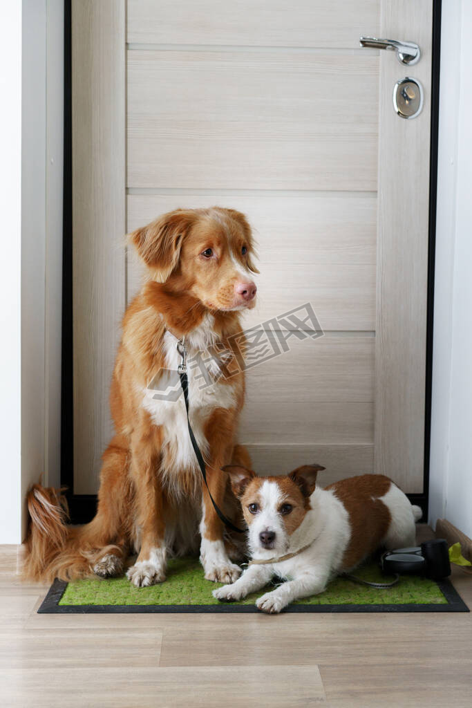 ֻſڵɢ˹ʡDuck Tolling RetrieverJack Russell Terrier. 