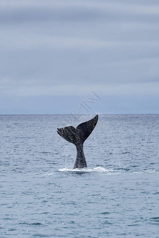 Eubalaena australis, Southern right whale breaking through the surface of the Atlantic ocean and sho