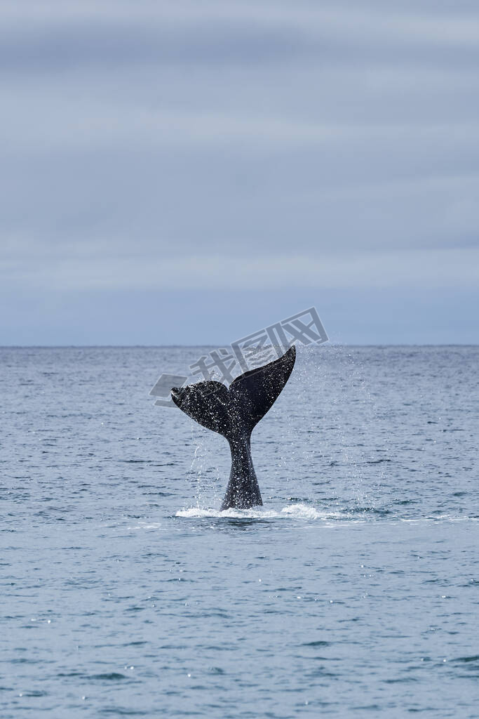 Eubalaena australis, Southern right whale breaking through the surface of the Atlantic ocean and sho