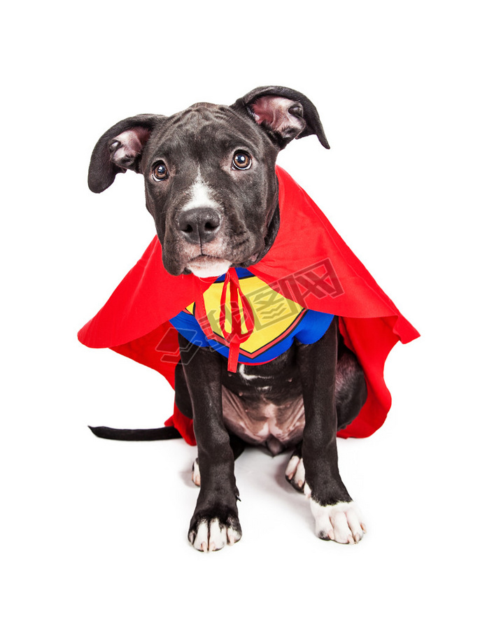 Superhero puppy dog wearing vest