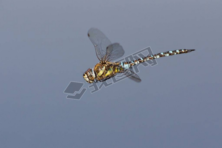 Migrant Hawker (Eshna mixta) in flight, North Hesse, Hesse, Germany, Europe