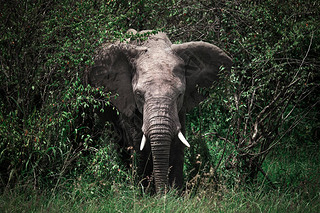 ޹ľLoxodonta africanaںڰĹľ