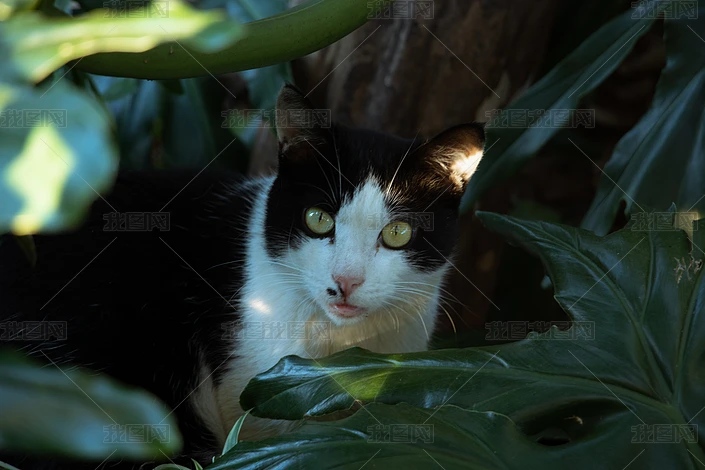 �����еĺڰ�è�䶯����Ƭ