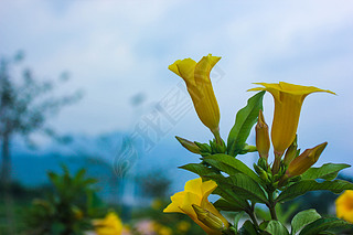 天空黄色花朵绿叶自然风景图