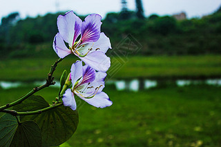 蓝色天空草地河流紫色花卉自然风景图