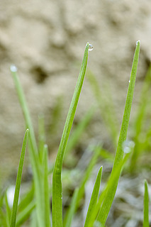 春天绿色青草小草上的小水珠春季海报背景