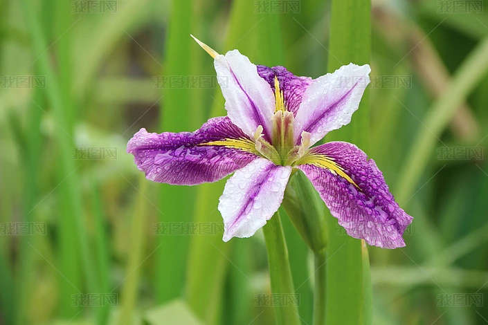 玉蝉图片大全-玉蝉背景图片-我图网