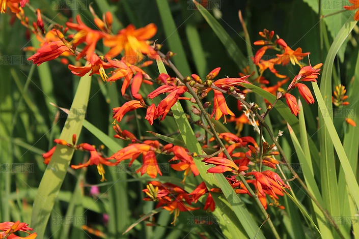 植物花卉护眼火星花雄黄兰