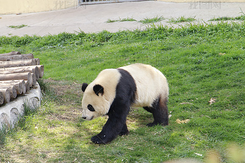 国宝熊猫-爬行-2023年-西安秦岭野生动物园
