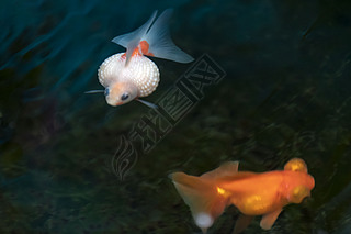 珍珠鳞金鱼图片