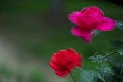 摇拽的玫瑰花图片下载