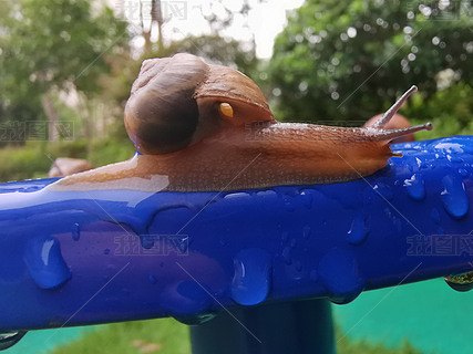 沐浴蜗牛