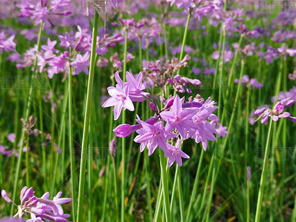 紫娇花摄影图片