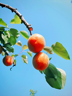 红杏沉重压枝头