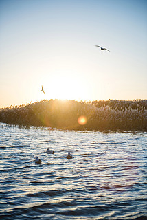 动物居延海水鸭与日出高清图