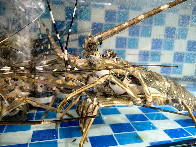 С������Ϻ