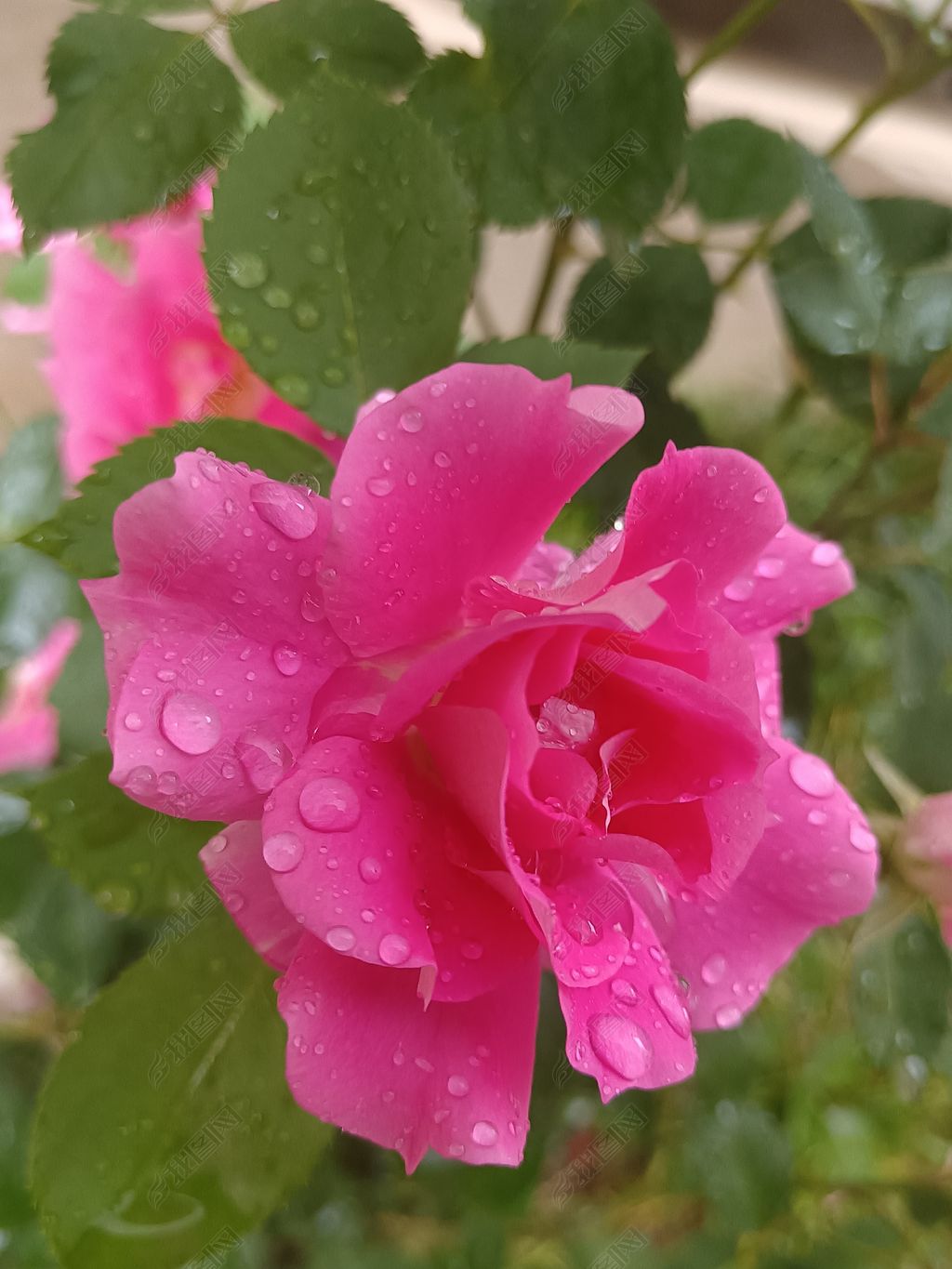 粉色玫瑰雨后尽情绽放下载-编号32720410-自然风景-我图网