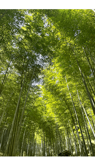原创绿色自然唯美竹林禅意植物风景图