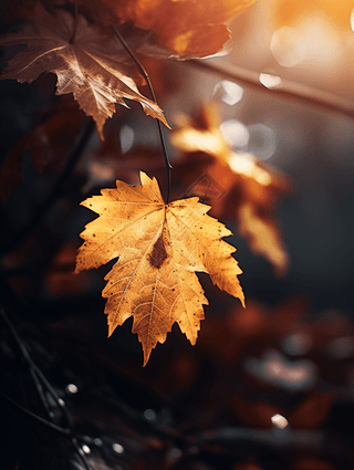 秋天的落叶专业特写写实摄影图素材