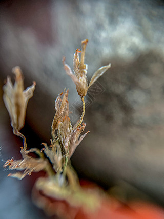 枯萎的花干枝复古微距摄影图片背景1