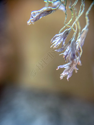 多枝枯萎的花干枝复古微距摄影图片背景8