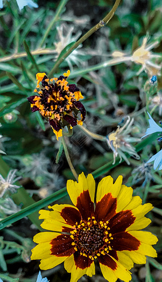 孔雀菊两色金鸡菊菊花植物花卉摄影图片素材1