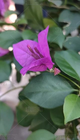 花卉图5 皇帝的移動花園－清代宮廷花卉畫_花譜考據