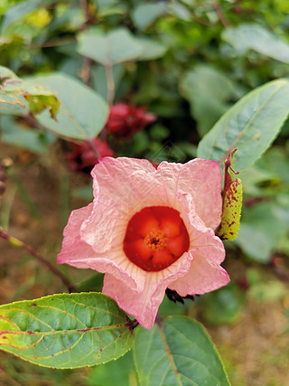 野生植物种子成熟玫瑰茄洛神花朵果实红桃K花瓣花蕊