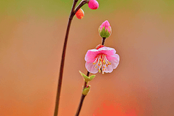 ÷PLUMBLOSSOMƷ֦ͼƬ