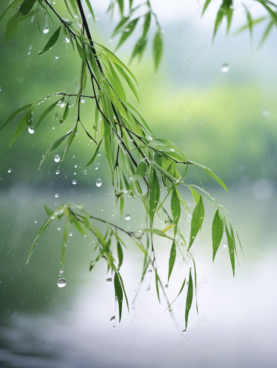 原创春日雨水下的杨柳依依实拍图背景图