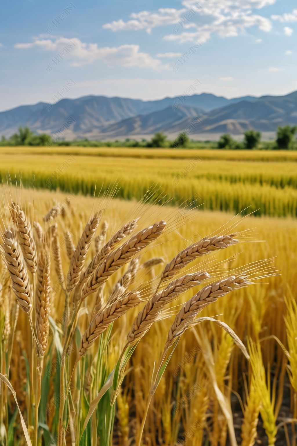 原创黄河岸边夏季种节气成熟小麦户外风光图片-版权可商用